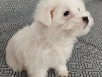 3 Aylık Terrier
