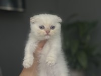 SCOTTISH FOLD SILVER YAVRULARIM 