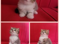 1 aylık british longhair