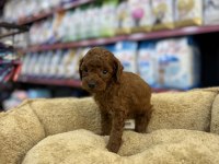 TEACUP ERKEK POODLE YAVRU KÖPEĞİMİZ