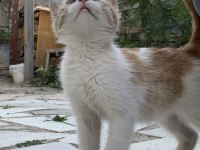 2,5 aylık erkek sarman çok sıcakkanlı