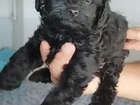 Siyah lekesiz toy poodle yavrularımız