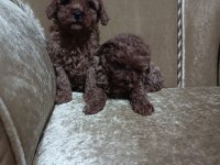 Red Poodle Yavruları