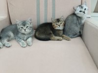 TUVALET EGITIMLI ORJINAL BRITISH SHORTHAIR YAVRULAR