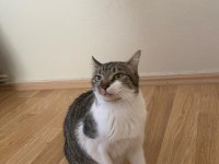 ACİL SAHİPLENDİRME KEDİMİZ