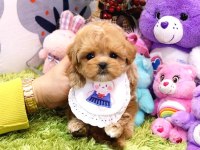 Show Düzey Toy Poodle Yavruları