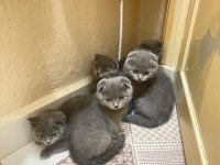 YENİ DOĞAN KEDİLERİME SICAK YUVA ARANIYOR