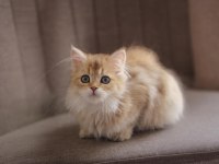 British longhair açıklamayı okuyun 2