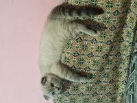 Scottish Fold 4 Aylık