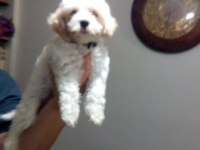 Orjinal Maltese Terrier