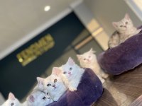 MEŞHUR KEDİCİDEN RENK RENK BRITISH YAVRULAR ANKARA