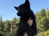 SCR Lİ SOLİD BLACK ÖZEL ALMAN KURDU