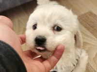 Teslime Hazır Maltipoo Yavru