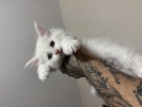 Saf kan odd eyes blue eyes beyaz aslan maine coon yavruları