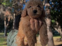 FCI / KIF SECERELİ ŞAMPİYON ANNE VE BABADAN POODLE YAVRULAR