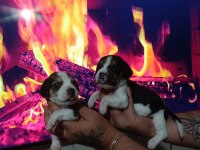 Beagle yavrularımız ırk garantilidir