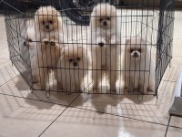 Pomeranian boo 5 adet