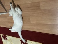 SİLVER ERKEK VE DİŞİ KEDİMİZ