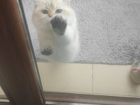 ŞECERELİ BRITISH SHORTHAIR NY1133