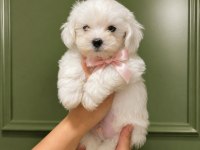 Terrier maltese 0 numara