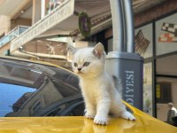 KOCA KAFA YAVRU KEDİLERİMİZ AA KALİTE SAFKANDIR