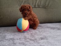 Toy poodle erkek dişi ev ortamında