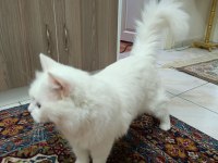 British longhair 1.5 yaş dişi