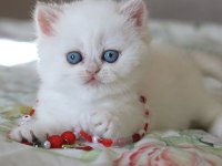 PAMUK GİBİ SİLVER BRİTİSH SHORTHAİR