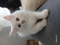 2 aylık maine coon yavru kediler