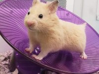 HAMSTER GONZALES YAVRULARIMIZ HERYERE GÖNDERİM