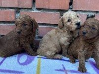 Show Güzellikte Safkan Toy Poodle Yavrular