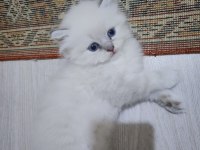 Sarı ve beyaz efsane güzellikteki yavru kedilerim