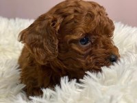 EN GÜZEL TOY POODLE