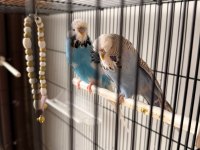 Show jumbo muhabbet kuşu çifti kuluçka hazırlığındalar