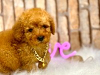 Toy poodle erkek yavrularım