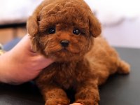 En özel ve güzel toy poodle bebeklerim