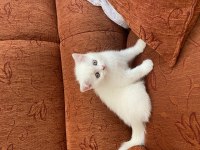 Kendi kedimin british shorthair yavrularımız