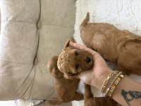 İstanbul köpeğimiz