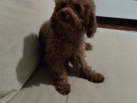 Acil Toy Poodle İstanbul Anadolu Yakası