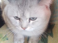 ÜCRETLİ SAHİPLENDİRİLECEK BRİTİSH KEDİLER