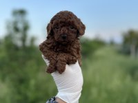 Sağlık Be Irk Garantili Toy Poodle Yavrularımız