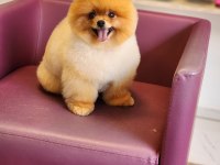 Muhteşem Pomeranian Boo