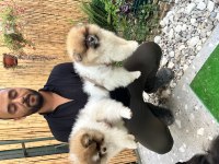 Pomeranian boo ayı surat vasıflı yavrular