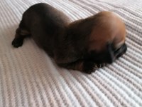 15 günlük Dapple dachshund sosis köpekler