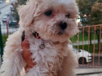 Dişi erkek güzellik abideleri maltese bebekler