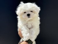Petmode köpek çiftliğinden tea cup kore maltese