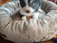 Border collie bebekler için acele edin