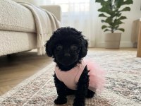 Teacup toy maltipoo minikler