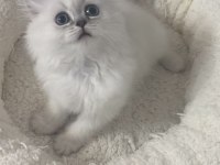 1,5 Aylık Oyuncu Dişi British Longhair Silver Point Yavru
