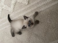 3 aylık blue point british shorthair